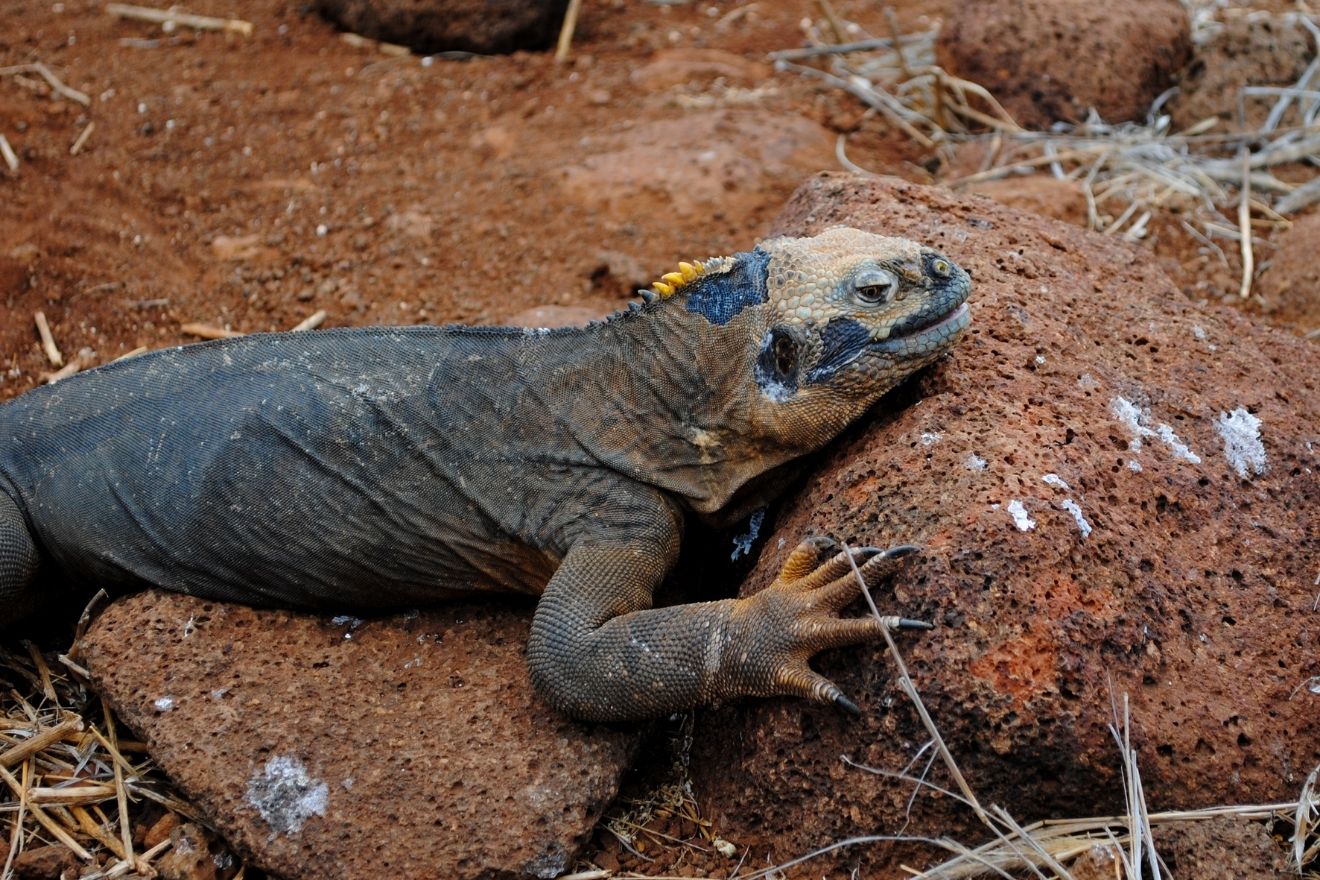 A gallery of endemic species found in the Galápagos Islands, starting with this land iguana. (Photos by Avery Van Etten)
